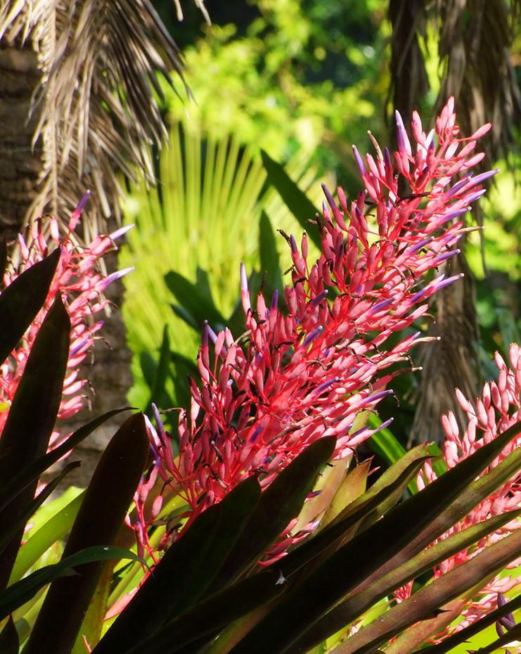 Fairchild Tropical Gardens