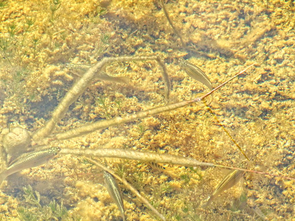Everglades NP