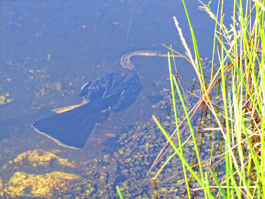 Everglades NP