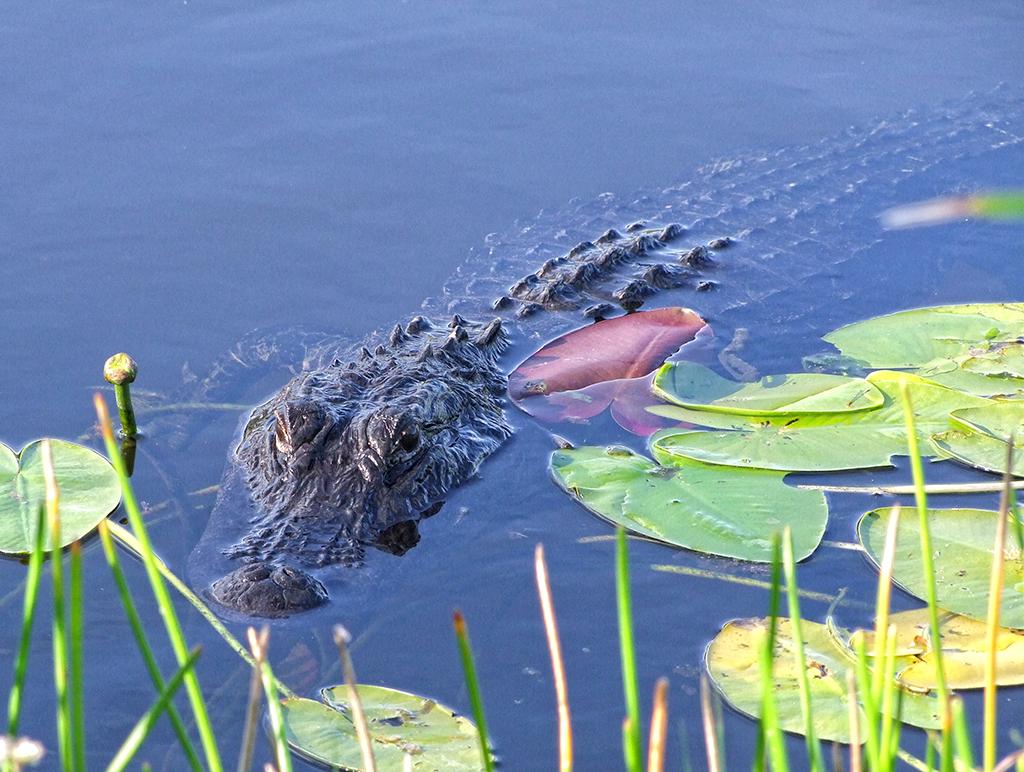 Everglades NP