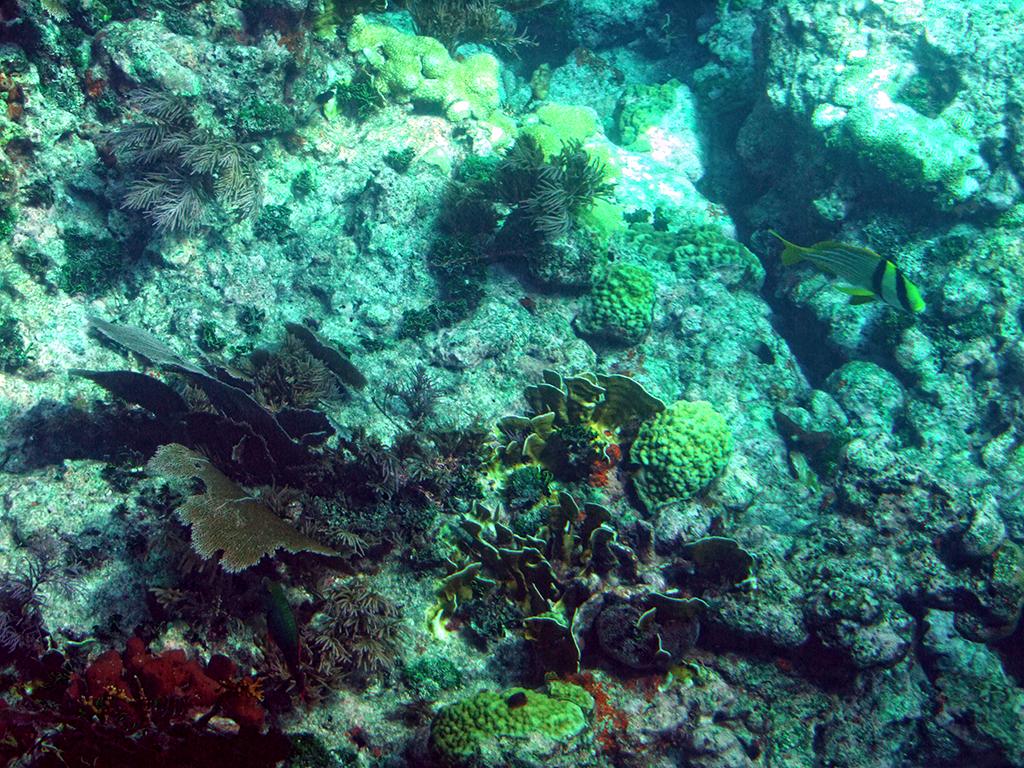 John Pennekamp SP, Key Largo, FL