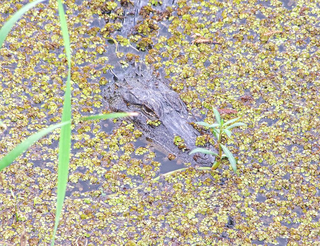 Blue Elbow Swamp, TX