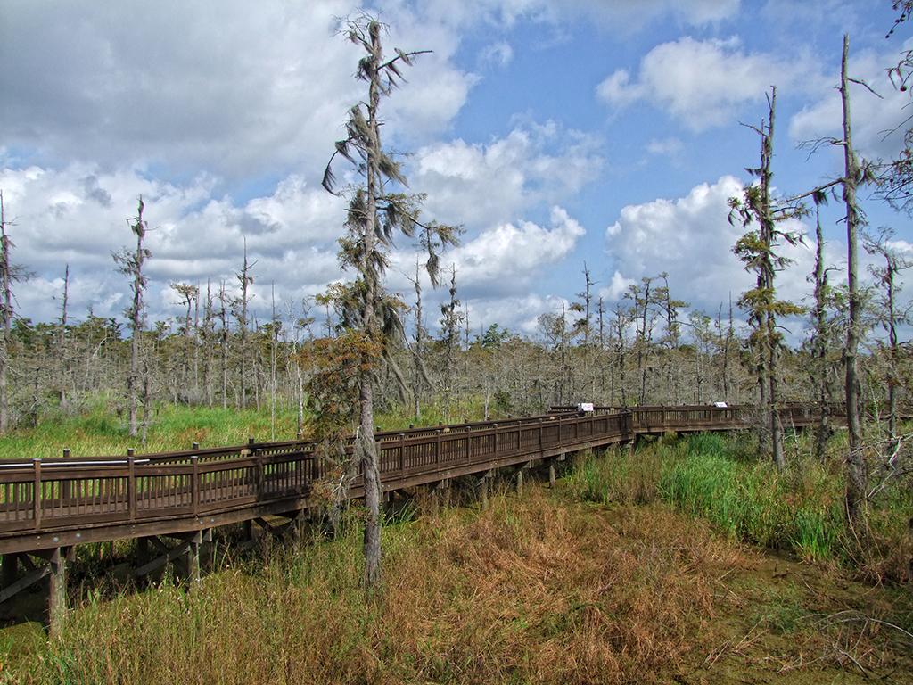 Blue Elbow Swamp, TX