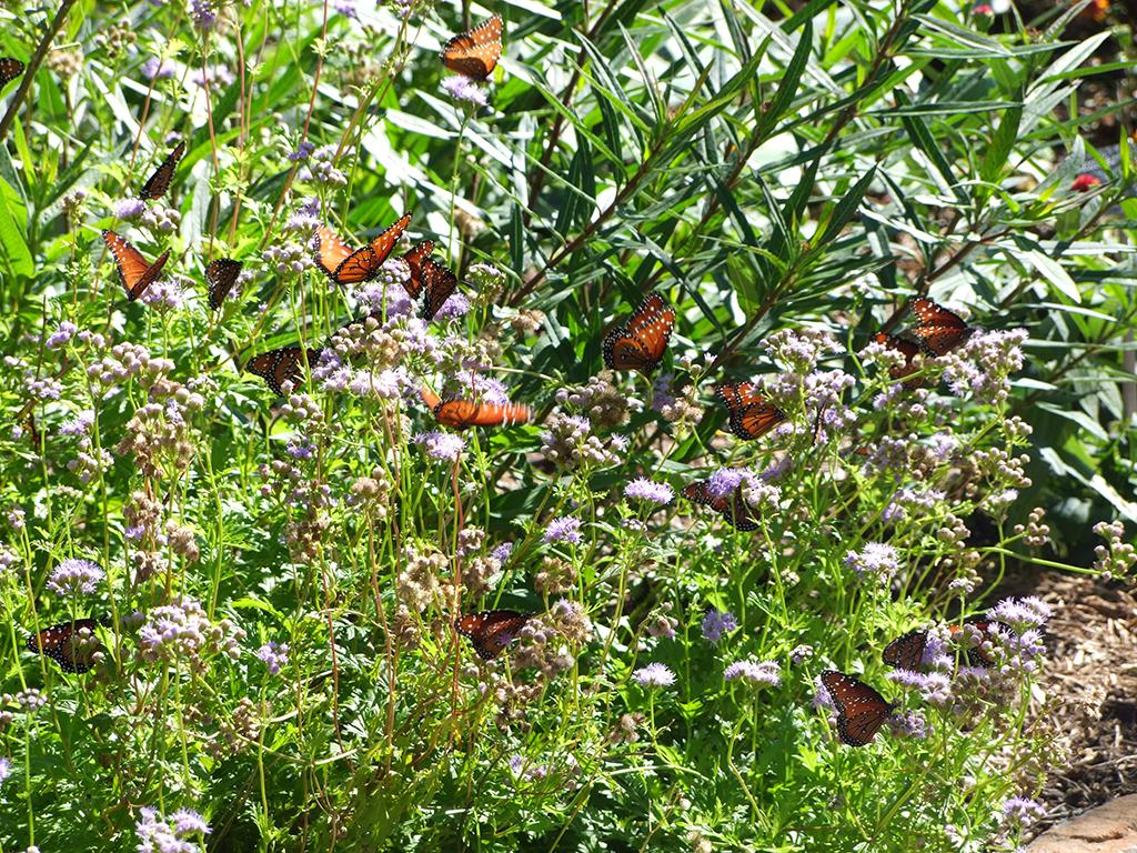 San Antonio Botanical Garden, San Antonio, TX