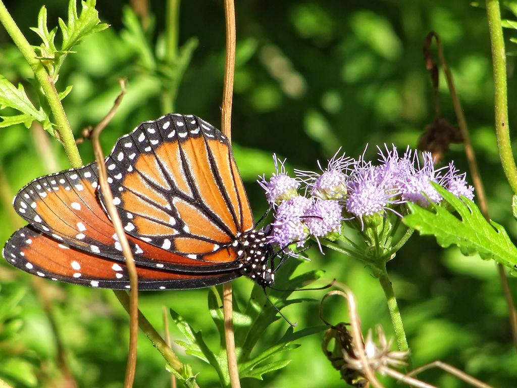 San Antonio Botanical Garden, San Antonio, TX