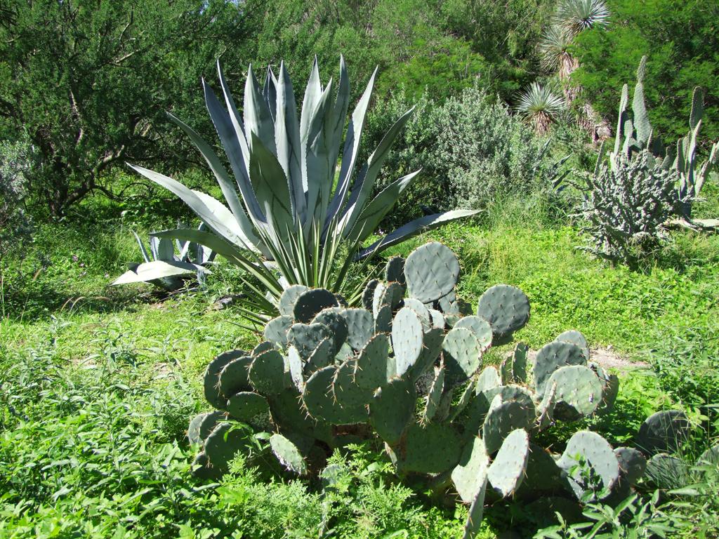 San Antonio Botanical Garden, San Antonio, TX