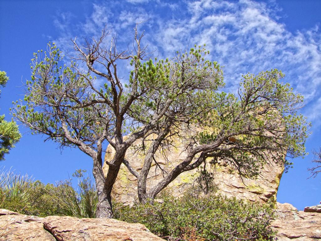Chiricahua NM, AZ