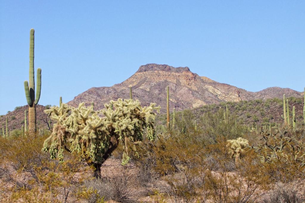 Organ Pipe Cactus NM, AZ