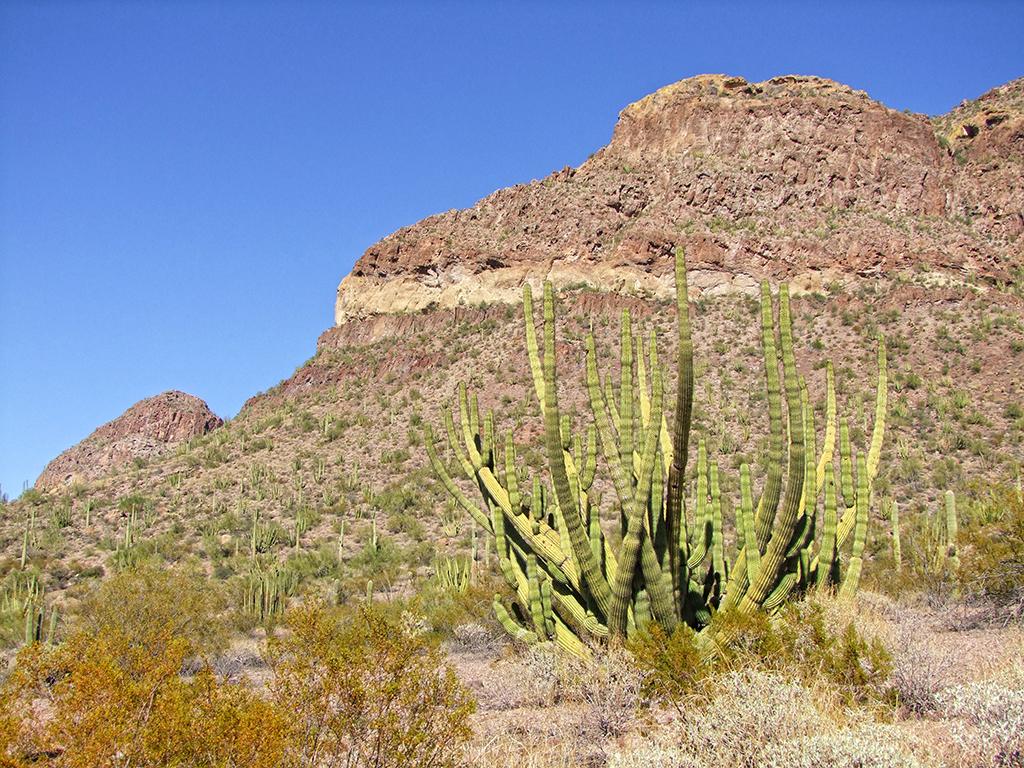 Organ Pipe Cactus NM, AZ