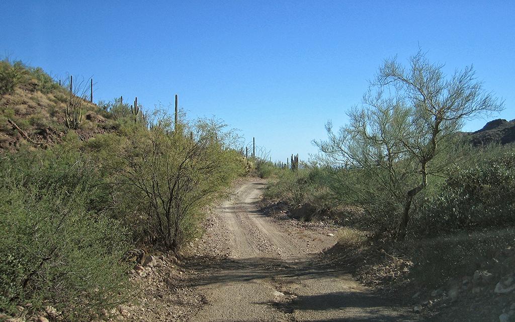 Organ Pipe Cactus NM, AZ