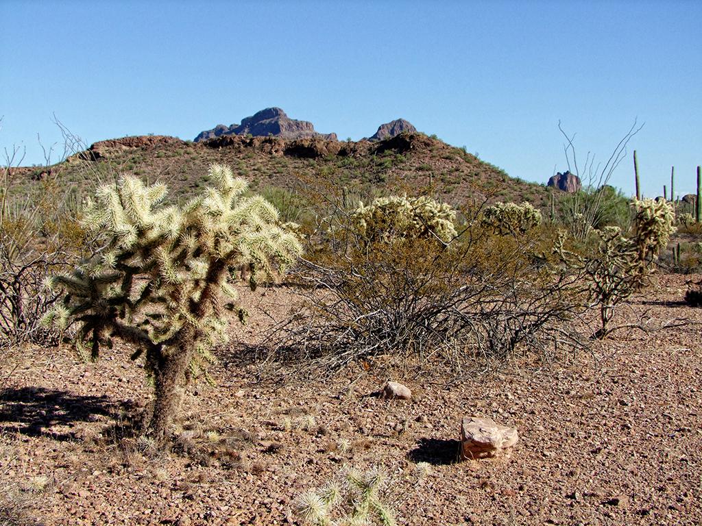 Organ Pipe Cactus NM, AZ