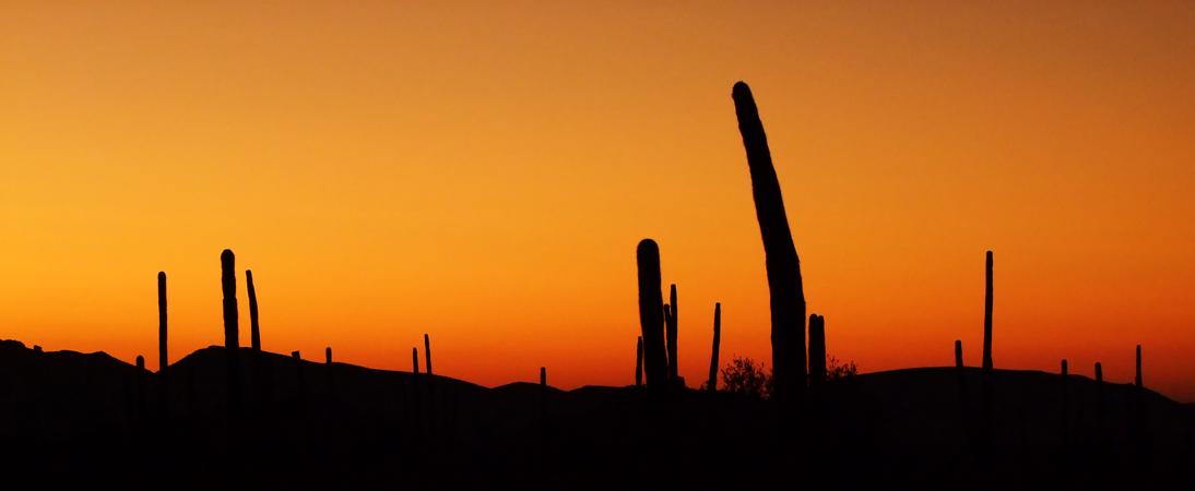 Organ Pipe Cactus NM, AZ