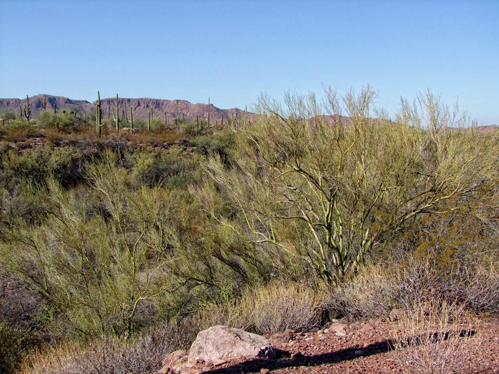 Organ Pipe Cactus NM, AZ