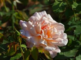 Rose im American Rose Society Garden, LA