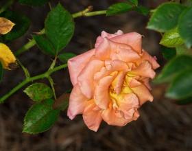 Rose im American Rose Society Garden