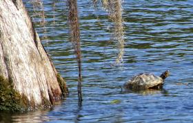 Schildkröte im Wakulla Springs SP, FL