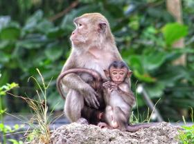 Java Äffchen im Monkey Jungle