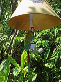 Papagei im Jungle Island